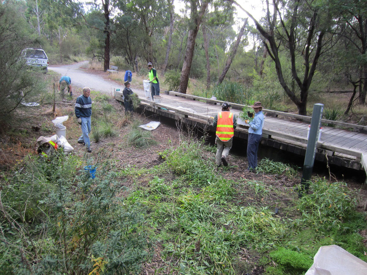 Bellbird Dell Working Bee