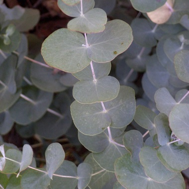 Eucalyptus cephalocarpa